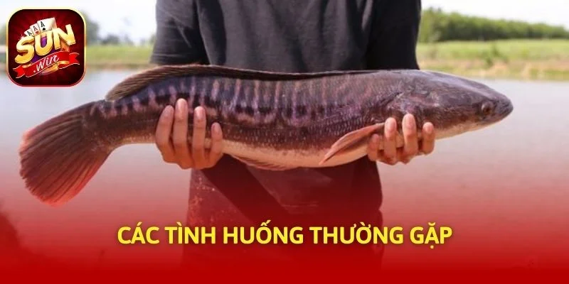 Các tình huống thường gặp