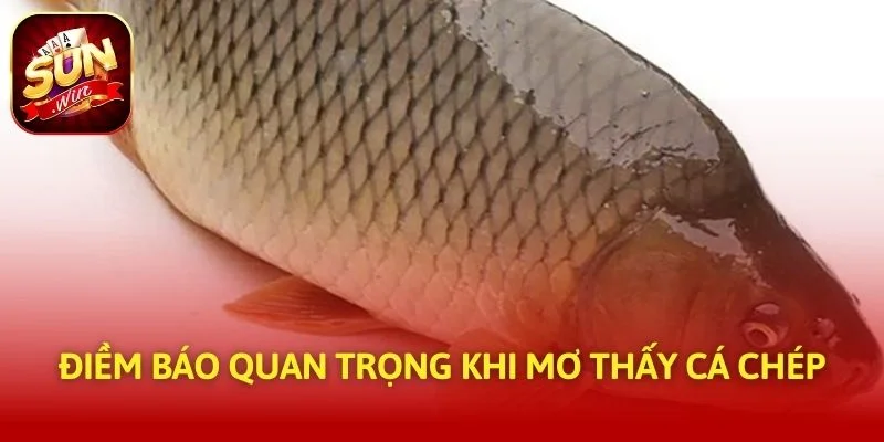 Điềm báo quan trọng khi mơ thấy cá chép