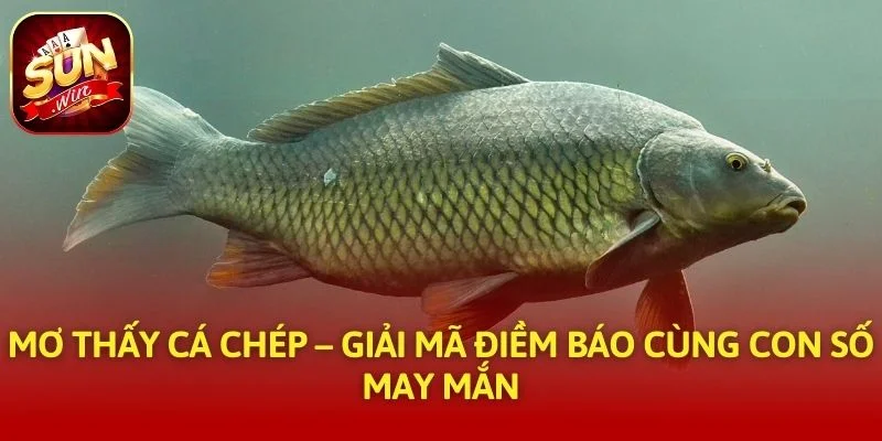 Mơ Thấy Cá Chép – Giải Mã Điềm Báo Cùng Con Số May Mắn
