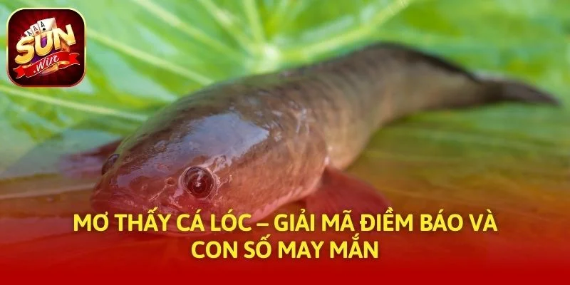 Mơ Thấy Cá Lóc – Giải Mã Điềm Báo Và Con Số May Mắn