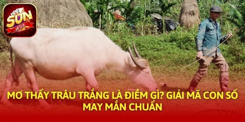 Mơ Thấy Trâu Trắng Là Điềm Gì? Giải Mã Con Số May Mắn Chuẩn