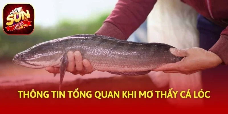 Thông tin tổng quan khi mơ thấy cá lóc