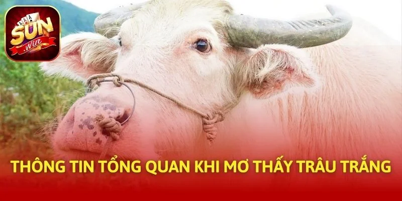 Thông tin tổng quan khi mơ thấy trâu trắng